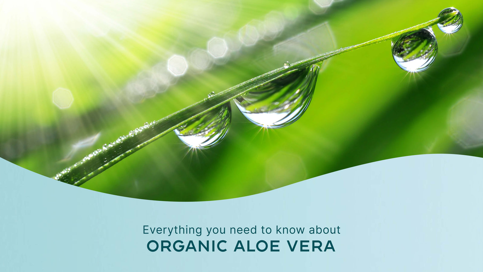 Unlocking the Secrets of Organic Aloe Vera: Your Ultimate Guide to Health and Beauty